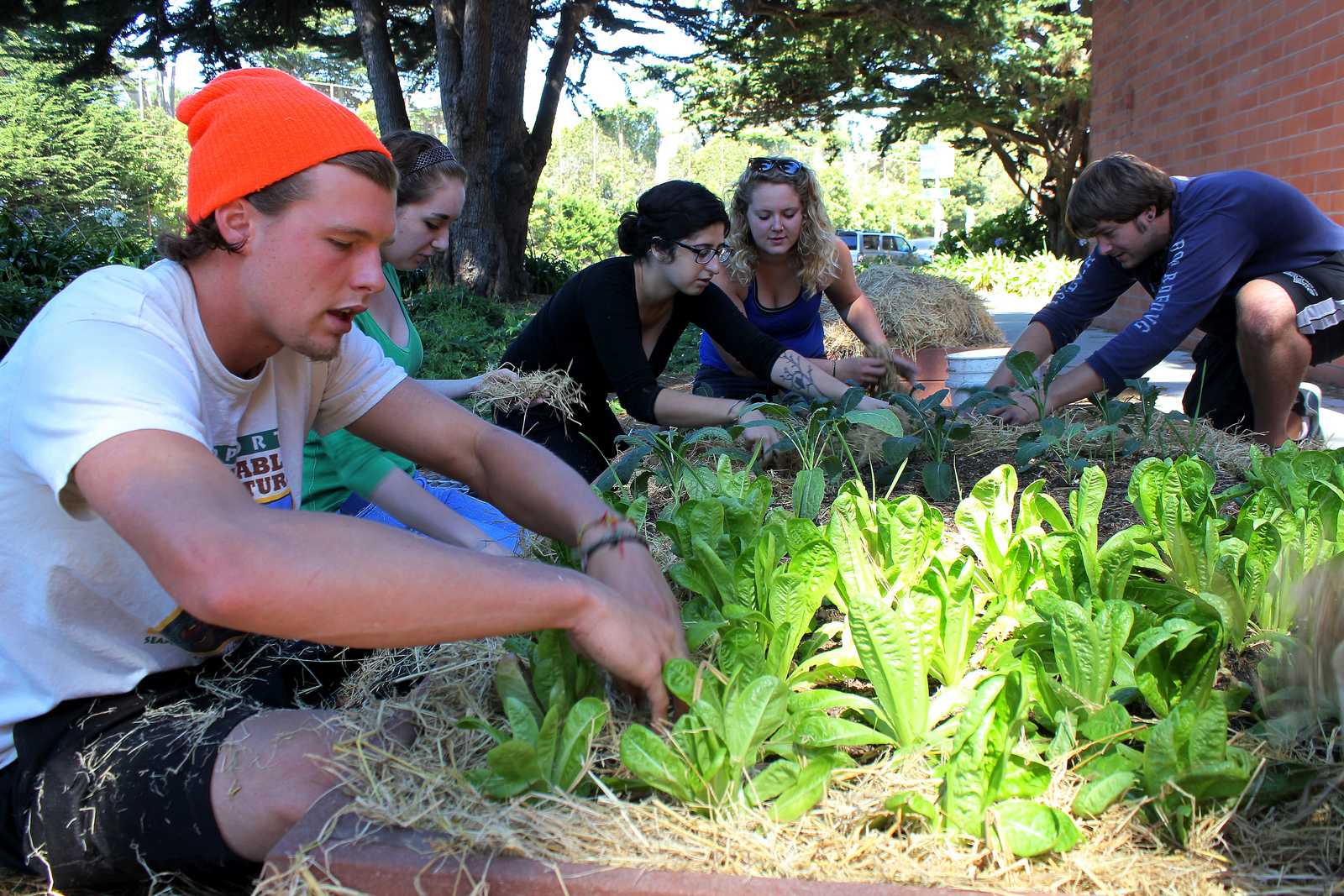 Tyler Wescott, Audrey Janner, Sahar Navid, Morgan Kelley, and Michael Todd of ECO Students add straw to garden beds at the community garden behind Mary Park Hall Sunday Sept. 15, 2013.  ECO Students began growing vegetables and herbs behind Mary Park Hall after learning that the planters were not being used. Photo by Ryan Leibrich / Xpress