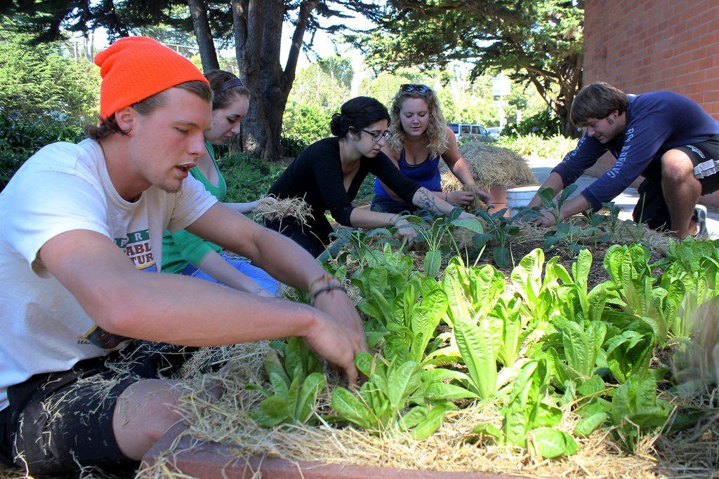 (From left) Tyler Wescott, Audrey Janner, Sahar Navid, Morgan Kelley, and Michael Todd of ECO Students add straw to garden beds at the community garden behind Mary Park Hall Sunday Sept. 15, 2013.  ECO Students began growing vegetables and herbs behind Mary Park Hall after learning that the planters were not being used. File photo by Ryan Leibrich / Xpress