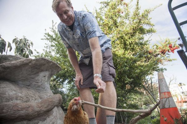 Peter Vaernet, a major proponent for the Sisterhood Farms at Brotherhood Way Project, shepherds a chicken back to its cage at Brooks Park Community Garden Monday, Oct. 6, 2014. Martin Bustamante / Xpress.