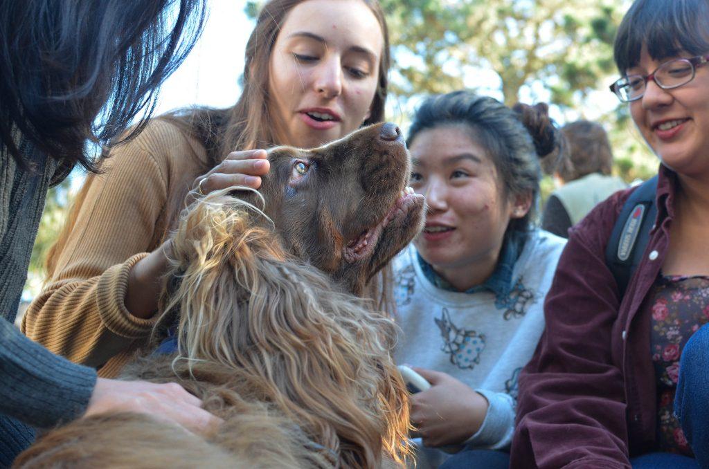 Students pet Jackie, a therapy dog, during Therapy Dog Tuesday in the Malcolm X Plaza Tuesday, Nov. 3. Therapy dogs are brought to SF State every first and third Tuesday each month to help students relieve stress. (Melissa Minton / Xpress)