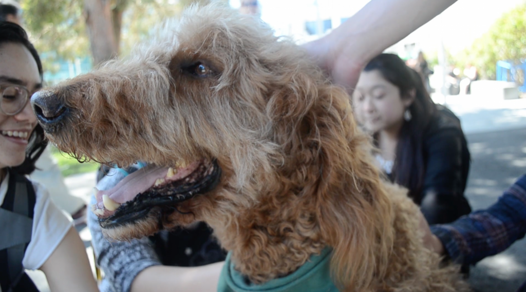 Furry friends bring comfort to SF State students