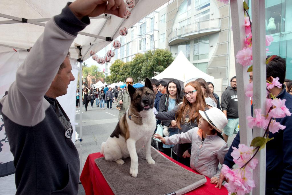Jeremy Ellis, left, attracts the attention of his dog Daisy while people pet her at the 2018 Cherry Blossom Festival in San Francisco on Saturday, Apr. 15, 2010. (David Rodriguez/Golden Gate Xpress)