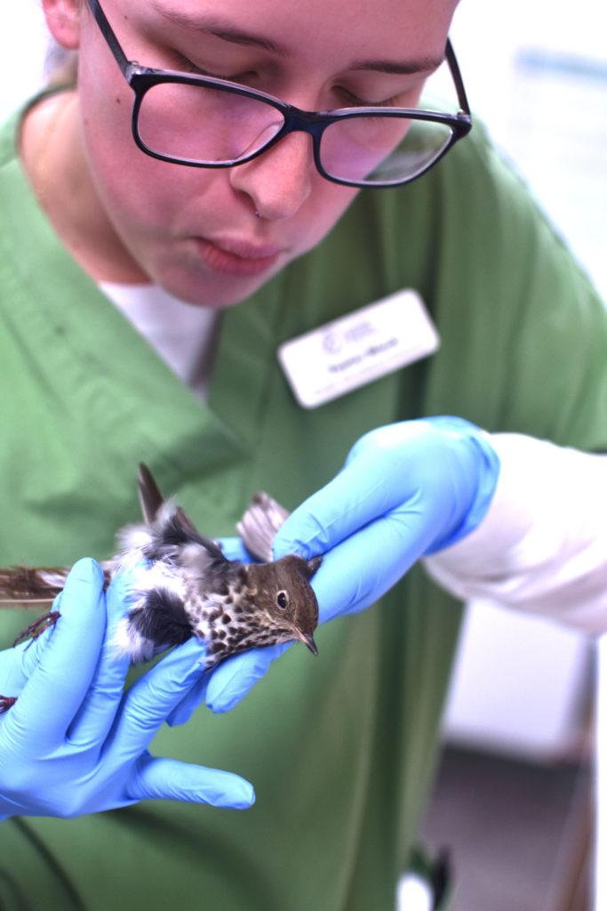 Wildlife hospital provides shelter, aid, rehabilitation for animals in