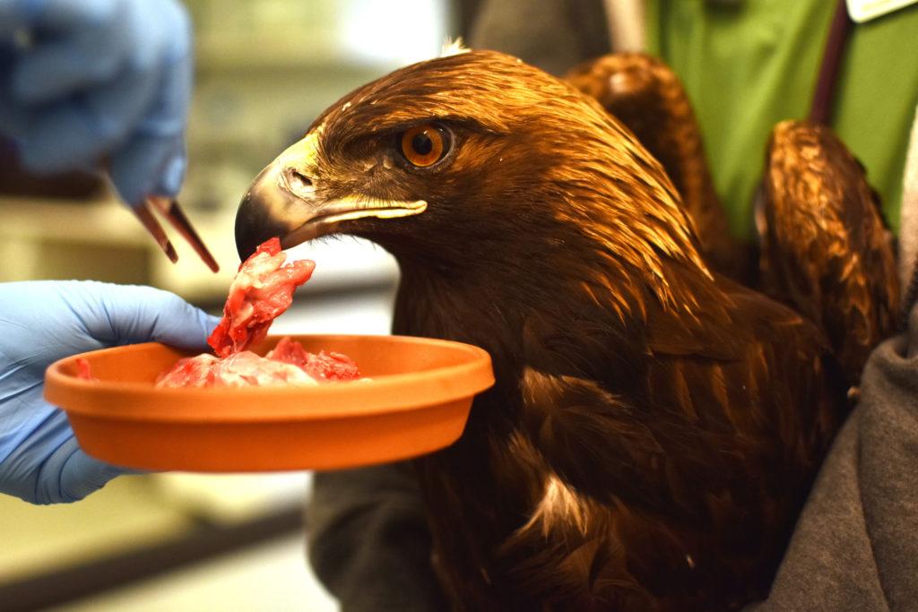 Taylor Bloch feeds meat to a golden eagle while Shannon McClain holds it still at Lindsay Wildlife Rehabilitation Hospital in Walnut Creek on Sunday, Jan. 27.