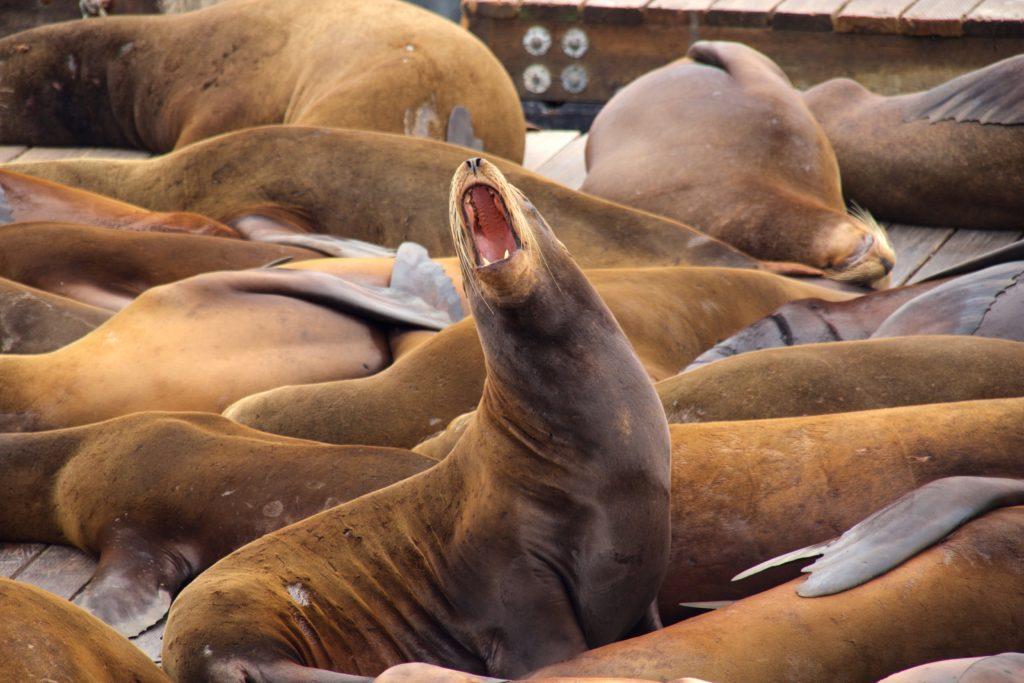 Sea lions at Pier 39s West Marina.