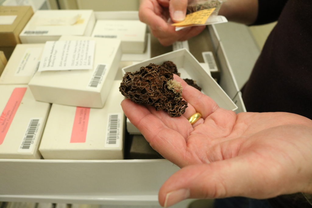 Collection provides access to biological history