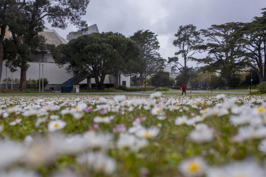 A field of daisies remains uncut in front of the Cesar Chavez Student Center  at SF State. (Emily Curiel / Golden Gate Xpress)