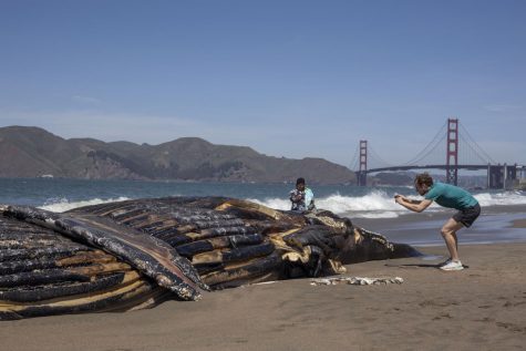 Commercial crab fishing ends early over risk of whale entanglement – Golden  Gate Xpress