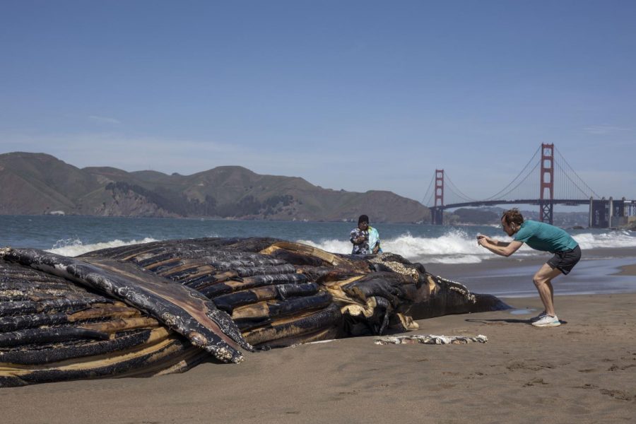 People take pictures of a 32-foot-long humpback whale carcass that washed up ashore at Baker Beach in San Francisco, California. (Emily Curiel / Golden Gate Xpress)