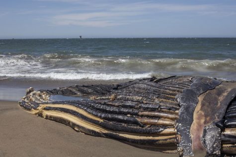 A 32-foot-long humpback whale carcass rests on the sand at Baker Beach in San Francisco, California, on Wednesday, April 22, 2020. (Emily Curiel / Golden Gate Xpress)