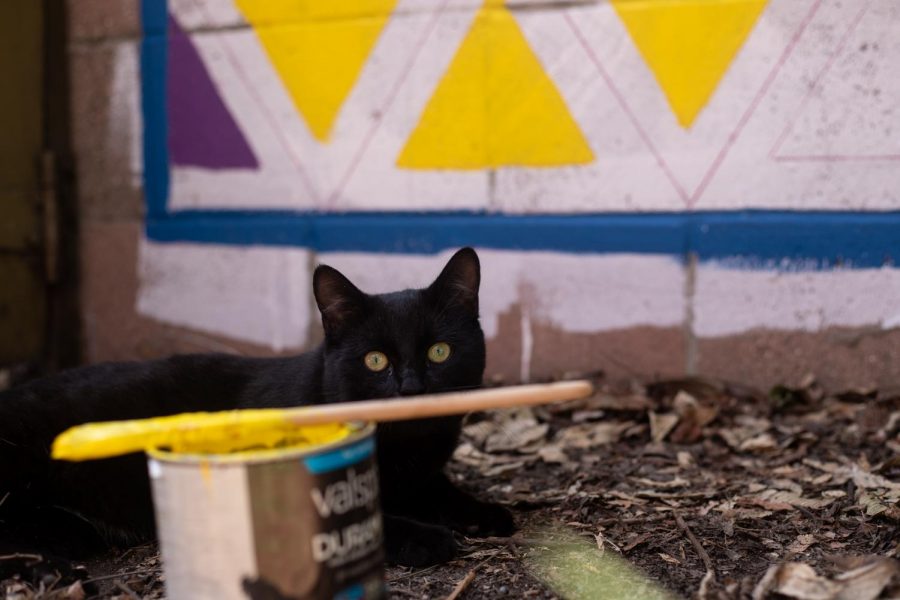 The neighbors cat hanging out with the October family in the backyard as they paint a mural on fence. (Maddison October / Golden Gate Xpress)