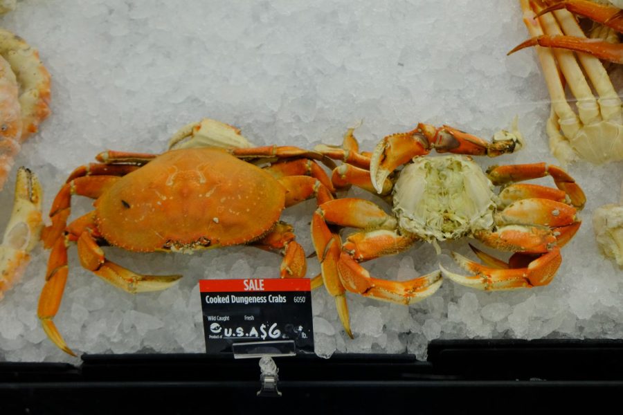 Dungeness crabs on display at Bel Air Grocery in Roseville, CA. A limited number of Bay Area restaurants and markets are selling the delicacy at this time. (Ellie Doyen / Golden Gate Xpress)