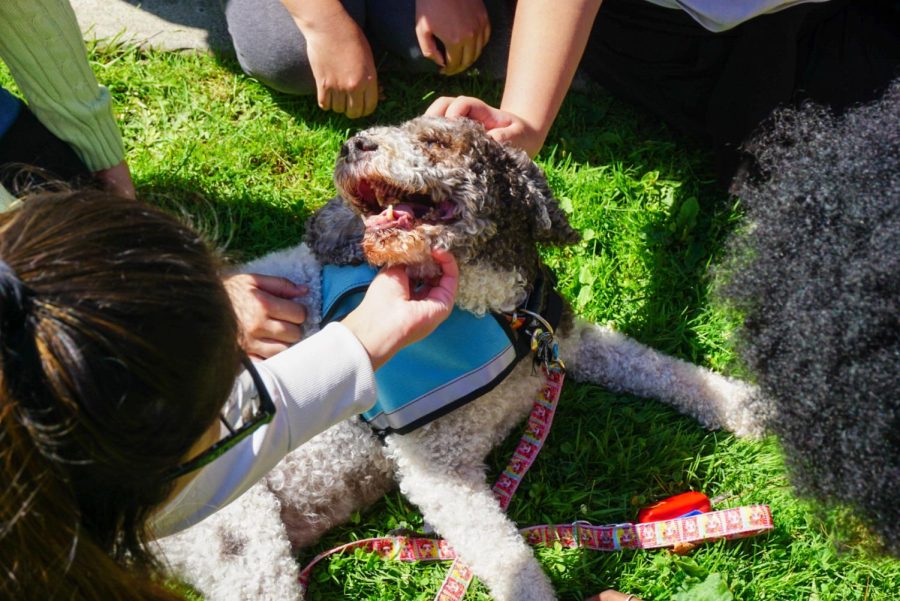Amelia, a certified therapy Lagotto Romagnolo, sits calmly for students to pet her as a part of the SF State Health Promotion & Wellness unit’s Wags for Wellness event in front of the Student Services building on Sept. 22, 2022. Amelia and other certified therapy dogs are made available for students to spend time with as a way to help relieve stress and anxiety. (Tatyana Ekmekjian / Golden Gate Xpress)