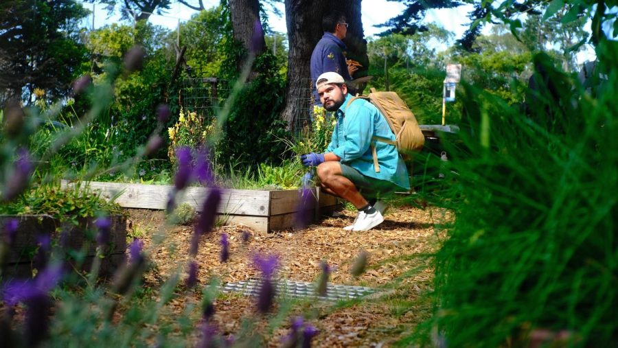 Luis Reyes, an Environmental Studies major, rids the Sol Patch Garden of invasive plants on Sept. 19. (Miguel Francesco Carrion / Golden Gate Xpress) 