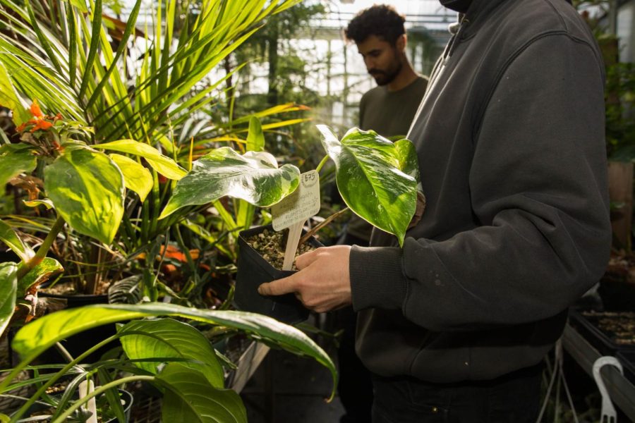 Greenhouse manager Elliot Levin holds a Monstera “Borsigiana” Albo Variegata in the Intermediate Tropics bay in the SF State Greenhouse on Nov. 10, 2022. Monstera Albos get their coloration from a genetic mutation and are sold online for hundreds of dollars. (Juliana Yamada / Golden Gate Xpress)