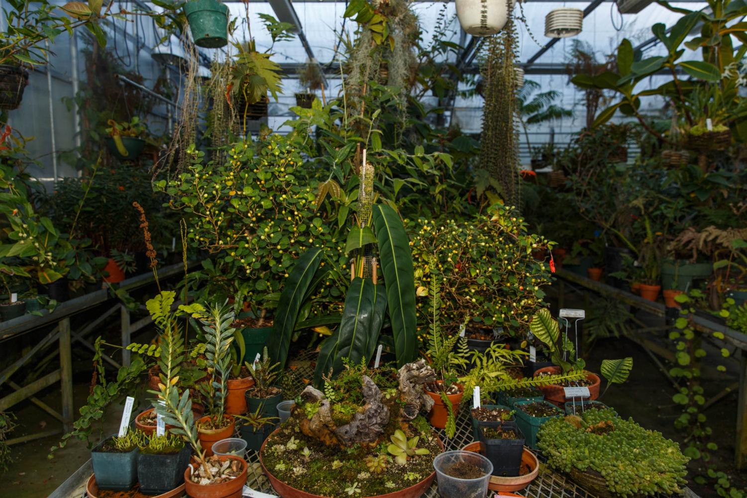 SF+State%E2%80%99s+greenhouse+showcases+a+wide+array+of+rare%2C+exotic+plants