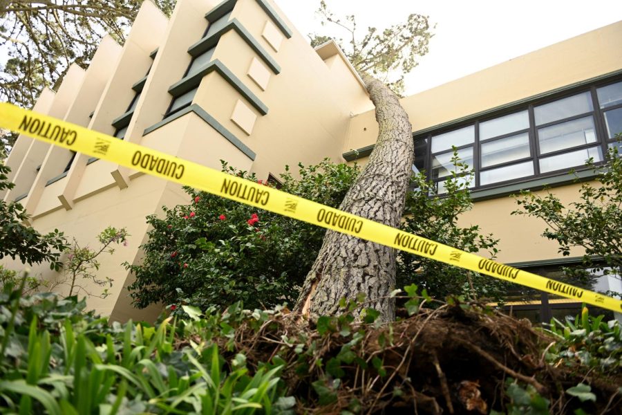 A tree, knocked over by 30-mph wind, fell onto the Fine Arts building at SF State on Tuesday, Feb. 21, 2023. (Aaron Levy-Wolins / Golden Gate Xpress)