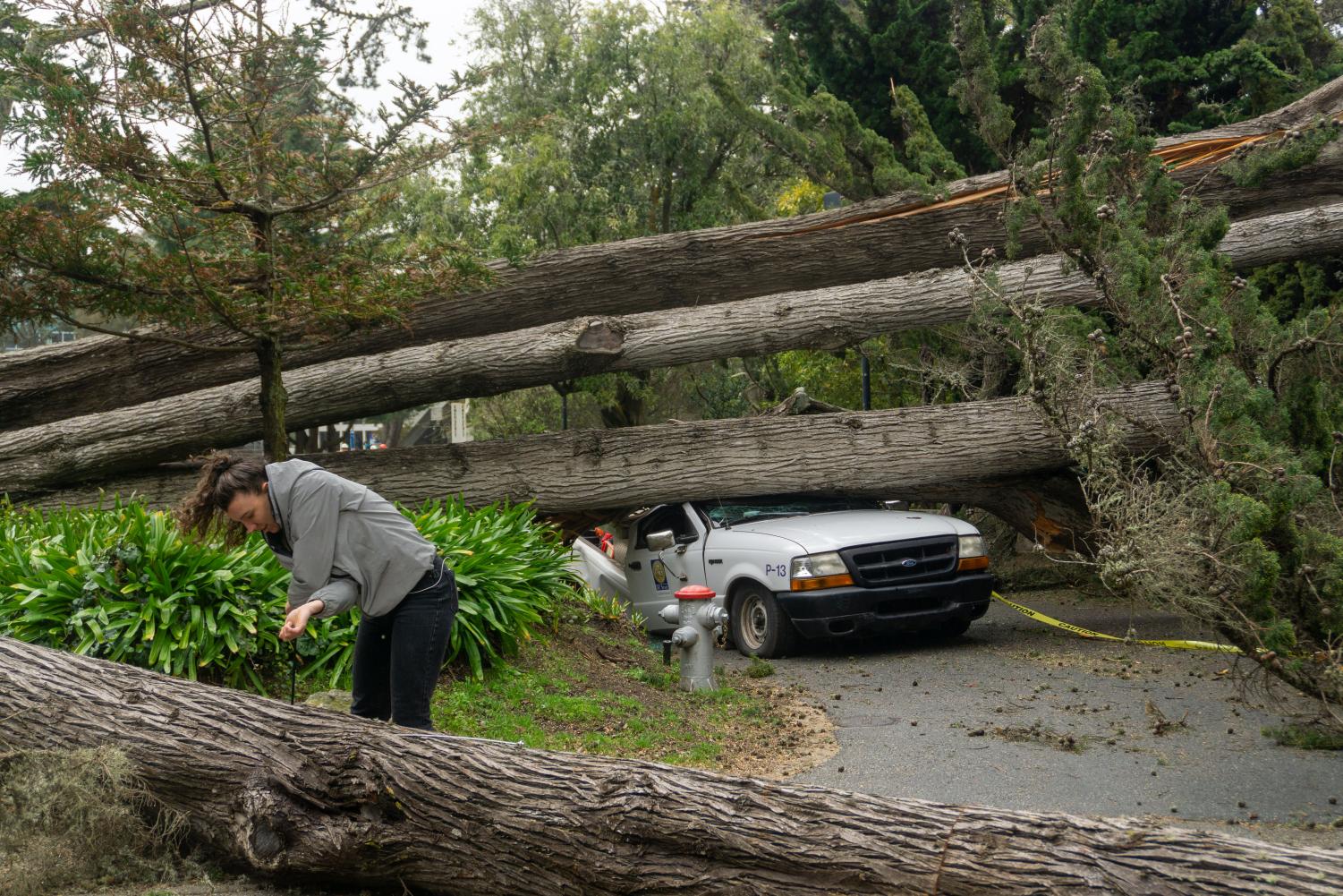 Triana Anderson, a masters student in Geosciences, collects a core sample of a fallen tree beside another tree that collapsed onto a facilities services truck at SF State on March 14, 2023.  (Dan Hernandez for Golden Gate Xpress)