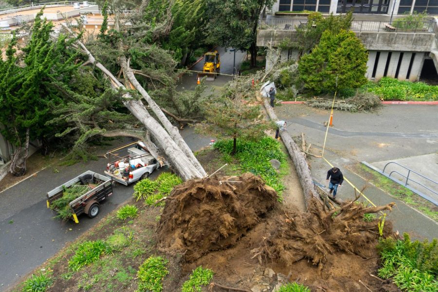 Strong winds caused two trees to fall over, crushing a facilities services truck and crushing equipment, at SF State near Thornton Hall on Tuesday, March 14, 2023. (Dan Hernandez for Golden Gate Xpress)
