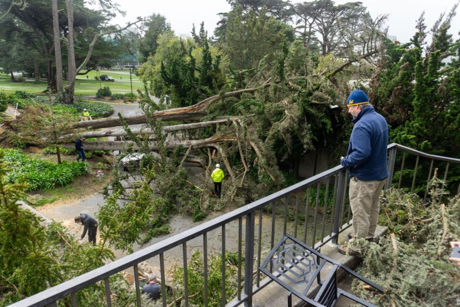 Strong winds caused two trees to fall over, crushing a facilities services truck and damaging equipment, at SF State near Thornton Hall on March 14, 2023. (Dan Hernandez for Golden Gate Xpress)
