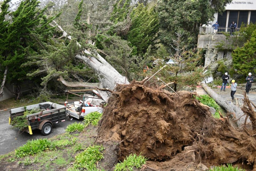 A Monterey cypress tree fell on an SF State vehicle near Thornton Hall on Tuesday, March 14, 2023. (Aaron Levy-Wolins/Golden Gate Xpress)