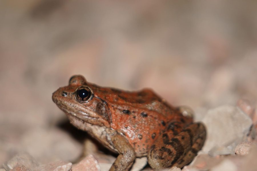 A red-legged frog, California’s state amphibian,, sits in a cave at Pinnacles National Park on Feb. 9, 2023. While red-legged frogs aren’t necessarily affected by Batrachochytrium dendrobatidis, they are in the genus Rana, which is heavily affected by the disease in Asia and parts of Europe. (Joshua Carter / Golden Gate Xpress)