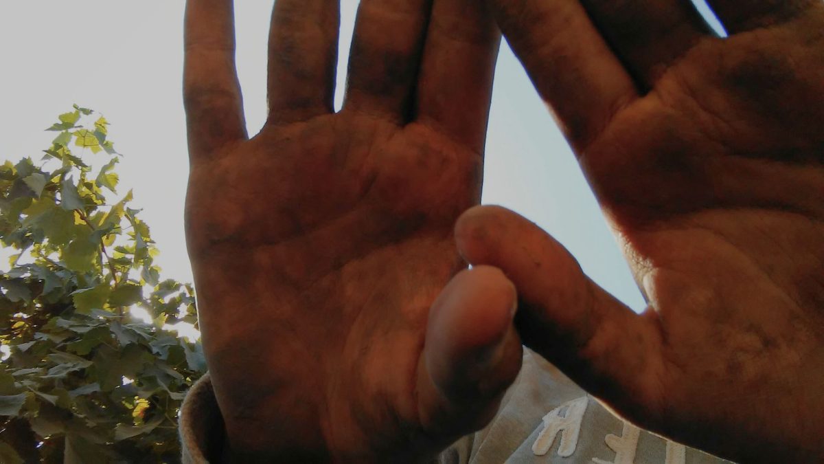 PedroGavriel Angeles Diaz showcases his hands after his first day working in the grape fields. (Courtesy of PedroGavriel Angeles Diaz) 
