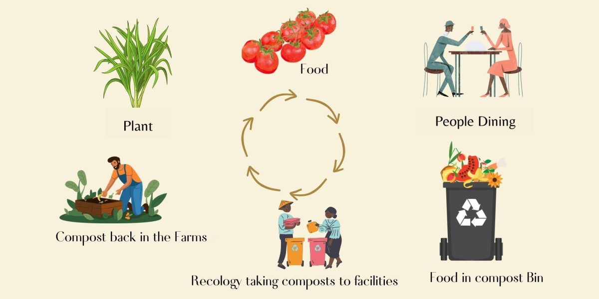 Graphic shows plants that undergo a transformative journey from being cultivated for human consumption. Once consumed, the resulting food waste is carefully sorted into the appropriate compost bins. These compostable materials are then collected by Recology and transported to specialized facilities. Following the composting process, the enriched compost is distributed to farms, completing the cycle of sustainability, on Nov. 17, 2023. (Graphic by Feven Mamo/Golden Gate Xpress)
