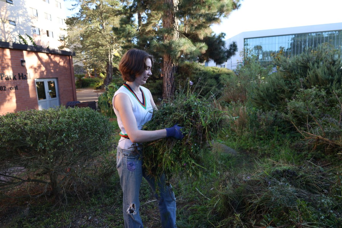 Oriah Ramos, a third-year major in environmental science and the coordinator of the Sol Patch Garden, established by the environmentally concerned organization of students, works diligently to maintain the campus greenery by removing unwanted plants, on Dec. 5, 2023. (Feven Mamo/Golden Gate Xpress)
