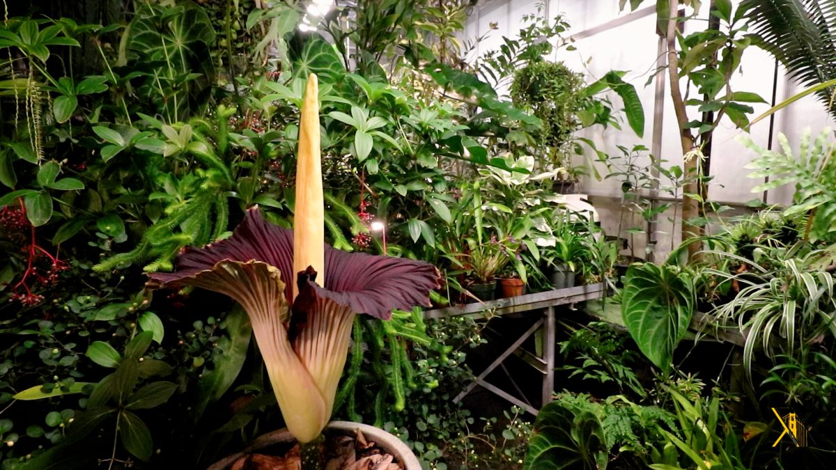 San Francisco State University's very own corpse flower bloomed for the first time on Feb. 13, 2026. (Michael Lane / Golden Gate Xpress)